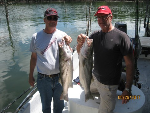 Nice Striped Bass